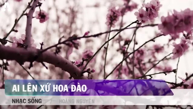 Ai lên xứ hoa đào